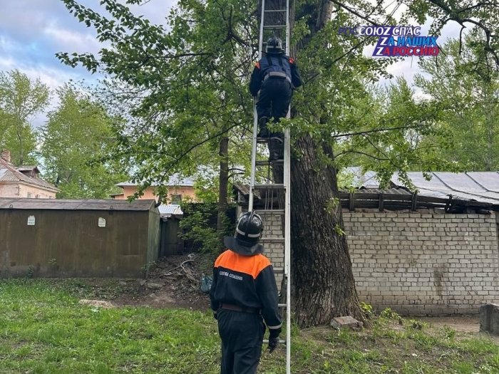 1 мая оперативному дежурному ЕДДС муниципального образования "город Ульяновск" поступило сообщение об оказании помощи животному